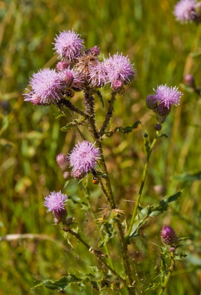 Cirsium arvense, Martinmäki