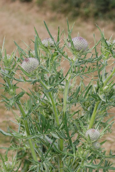 Cirsium eriophorum bray-sur-somme 80 25062007 1
