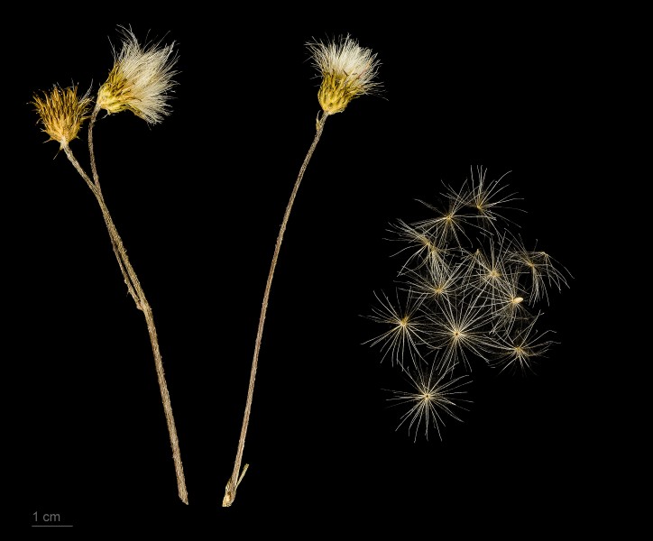 Cirsium monspessulanum MHNT.BOT.2011.18.3