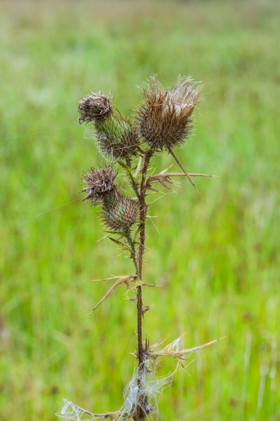 Cirsium vulgare. Uitgebloeide Speerdistel Cirsium vulgare in verval