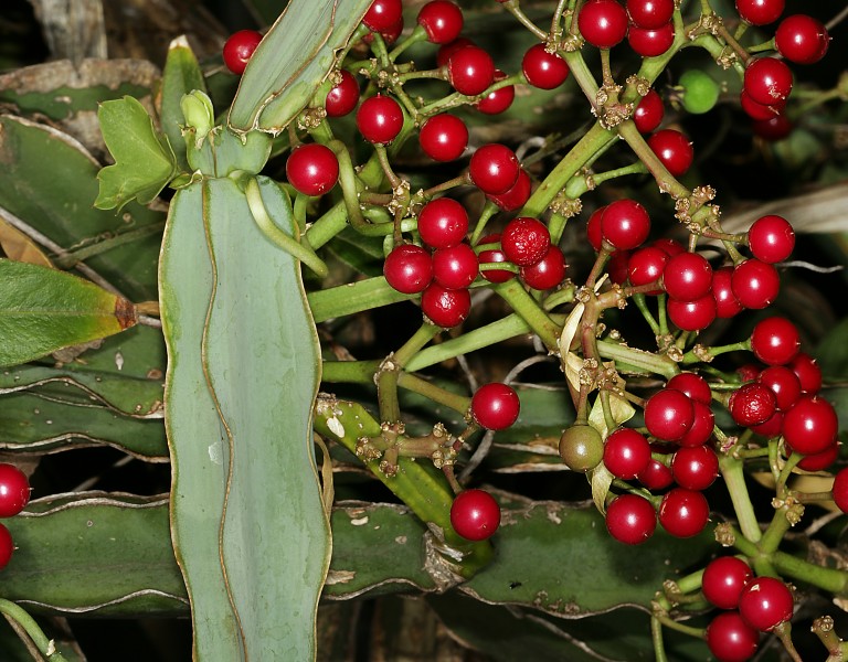 Cissus quadrangularis 1DS-II 7167