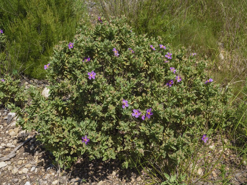 Cistus albidus in Sainte Lucie Island