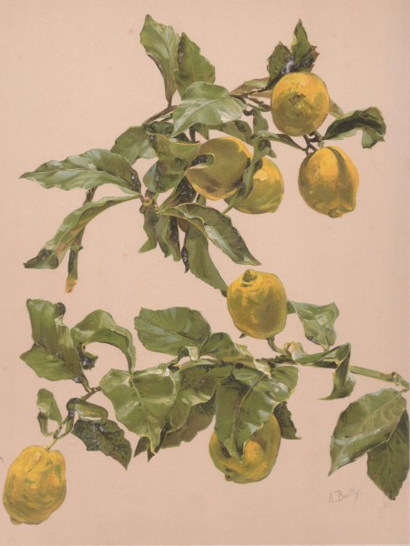 Citronnier aquarelle