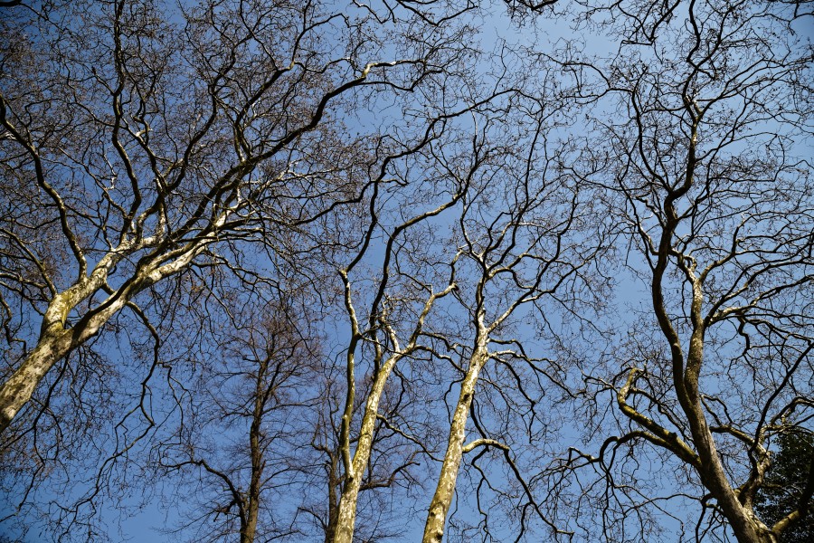 City of London Cemetery and Crematorium - tree spring canopy