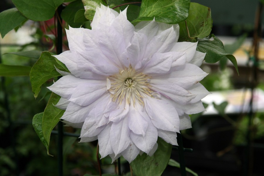 Clematis Belle of Woking 0zz