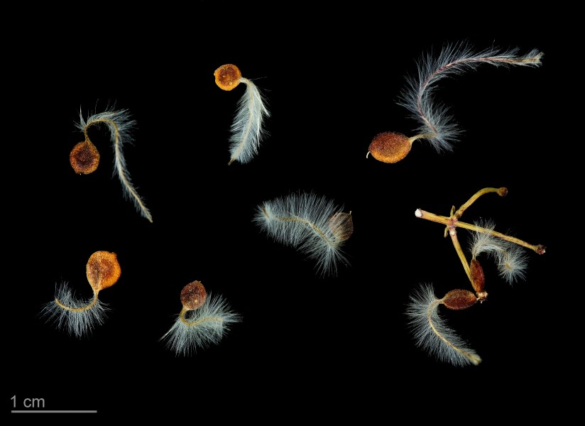 Clematis flammula MHNT.BOT.2008.1.7