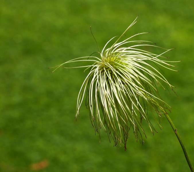 Clematis tangutica (zaadpluis)