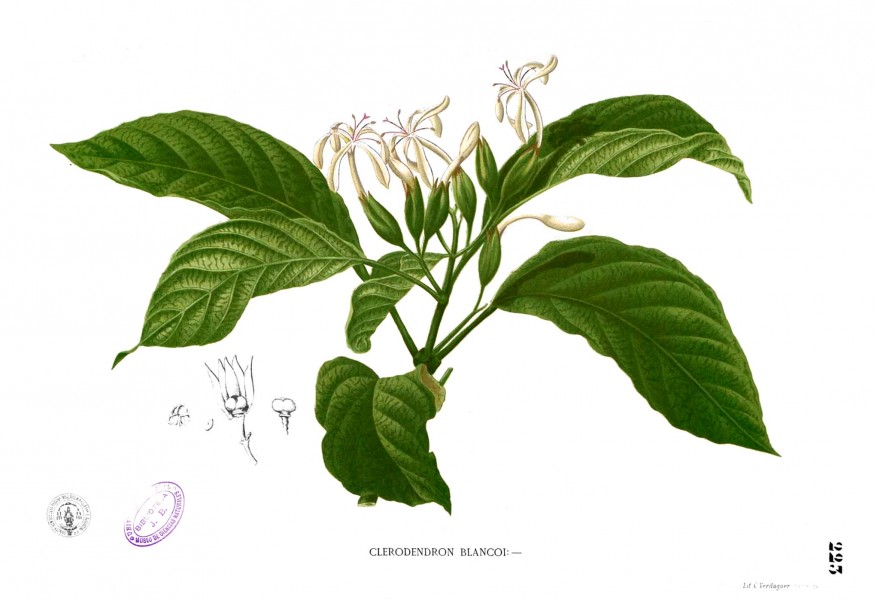 Clerodendrum blancoi Blanco1.223