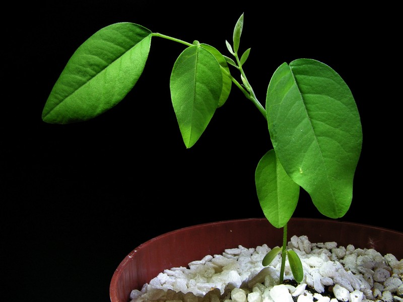 Clitoria ternatea20130613 03