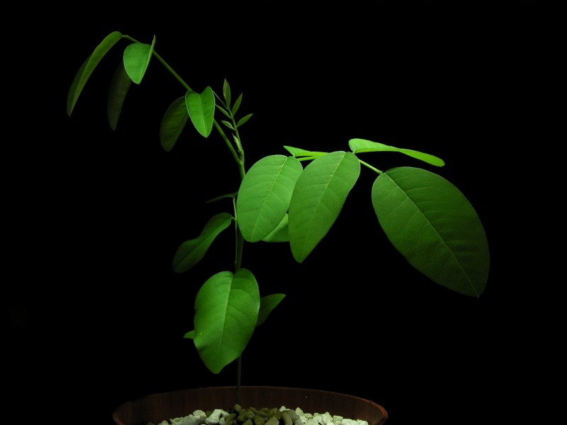 Clitoria ternatea20130624 11