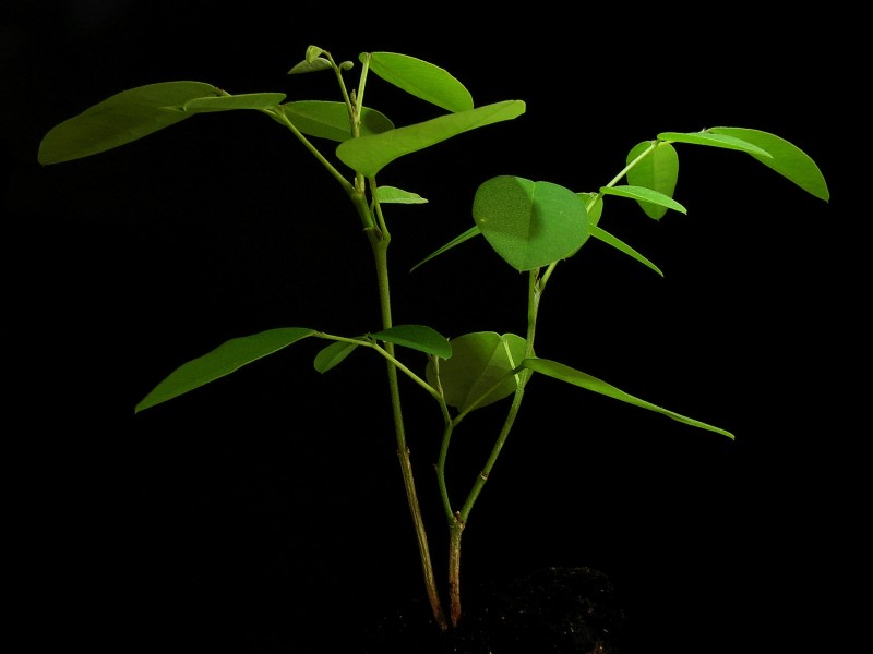 Clitoria ternatea20130716 07