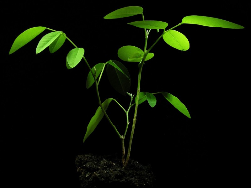 Clitoria ternatea20130716 17