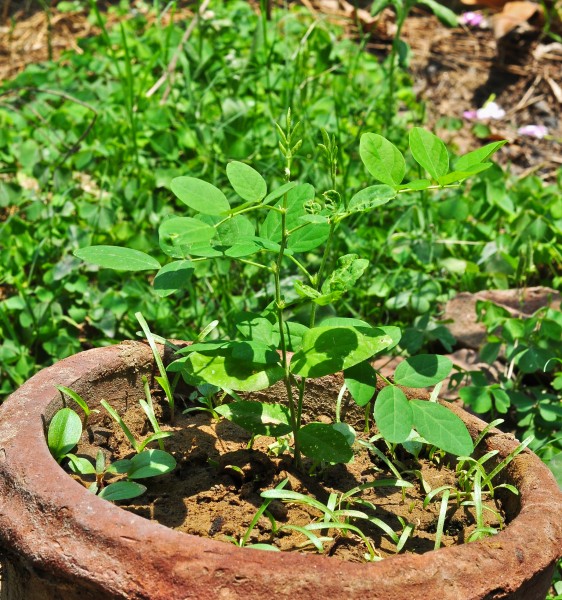 Clitoria ternatea plants 15042014