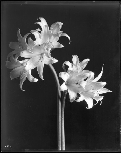 Close-up of a specimen of belladonna lilies (Amaryllis belladonna), ca.1920 (CHS-5524)