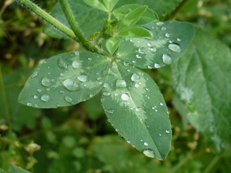 Clover Leaf After Rain