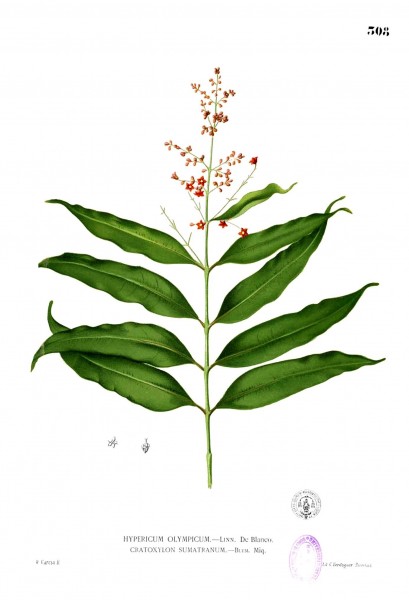 Clusiaceae sp Blanco2.308