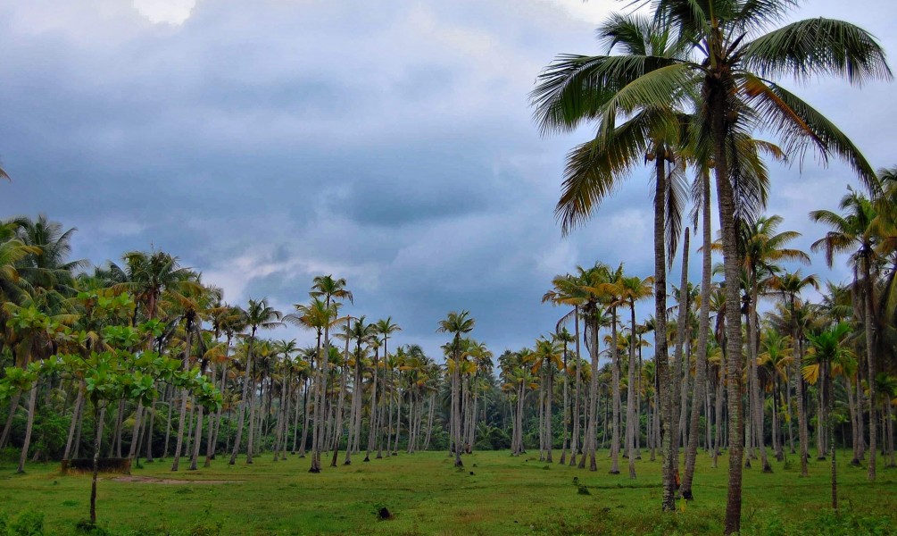 Coconut farm