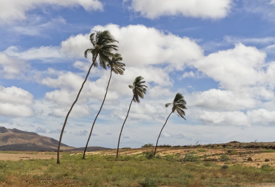 Coconut trees in Boa Vista, Cape Verde, December 2010