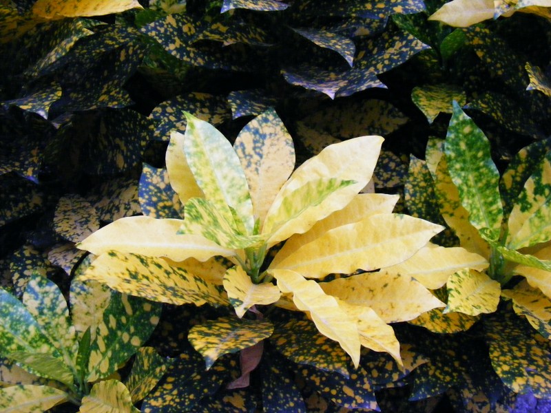 Codiaeum variegatum