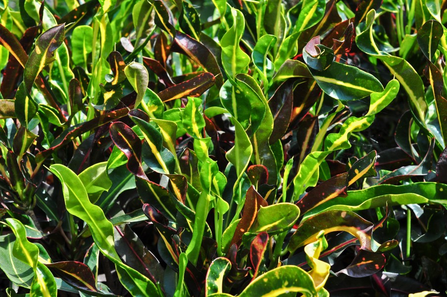 Codiaeum variegatum 31032014
