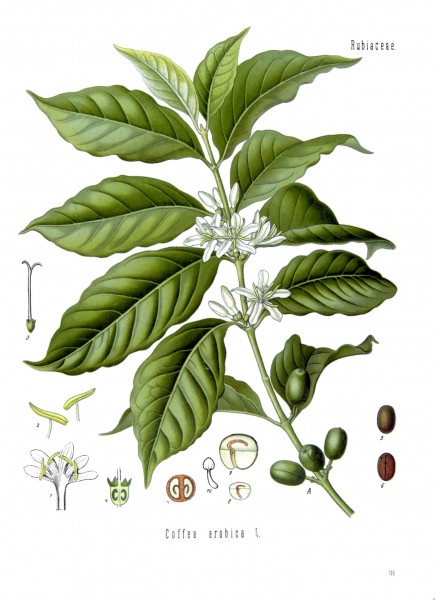Coffea arabica - Köhler–s Medizinal-Pflanzen-189