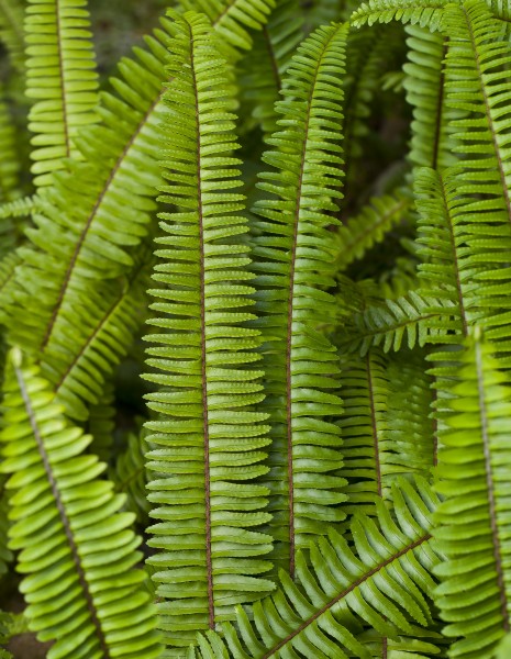 Cola de Quetzal (Nephrolepis cordifolia), jardín botánico de Tallinn, Estonia, 2012-08-13, DD 01
