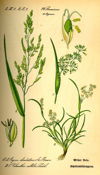 Coleanthus subtilis Thome