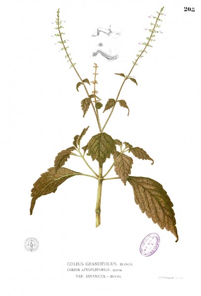 Coleus atropurpureus Blanco1.208