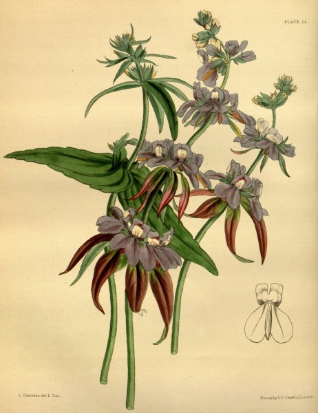 Collinsia multicolor Paxton 055
