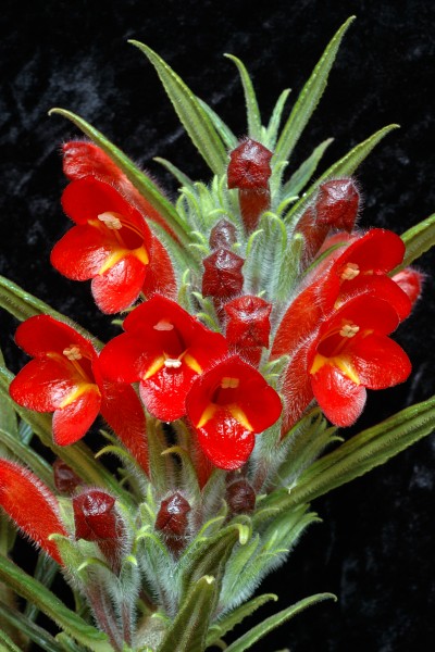 Columnea flexiflora -1