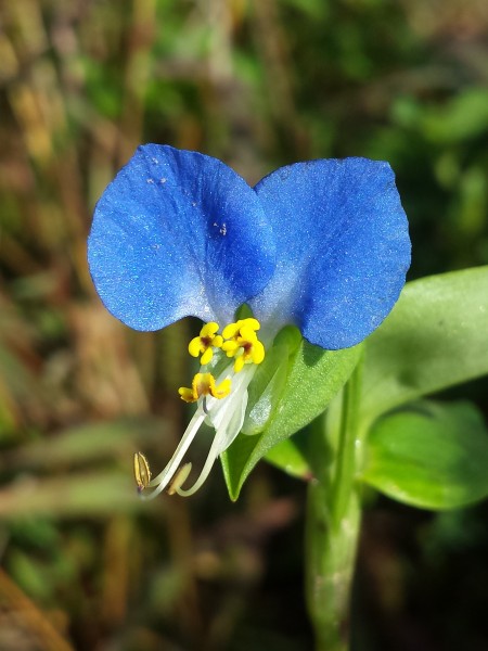 Commelina communis sl8