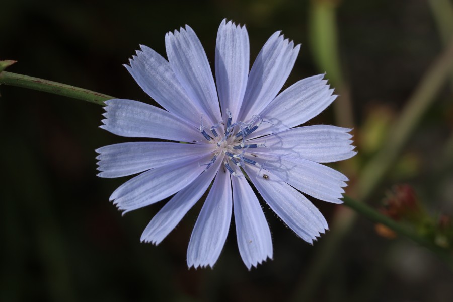 Common chicory - Cichorium intybus - panoramio (3)