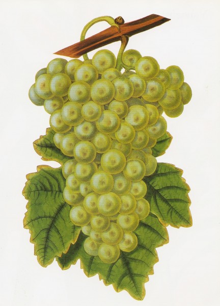 Common Muscadine grape RHS