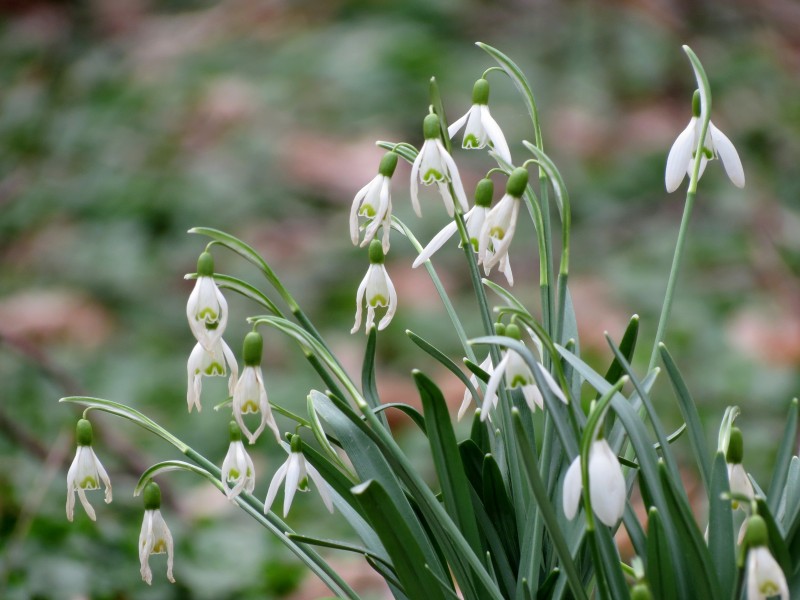 Common Snowdrop - Flickr - treegrow (1)