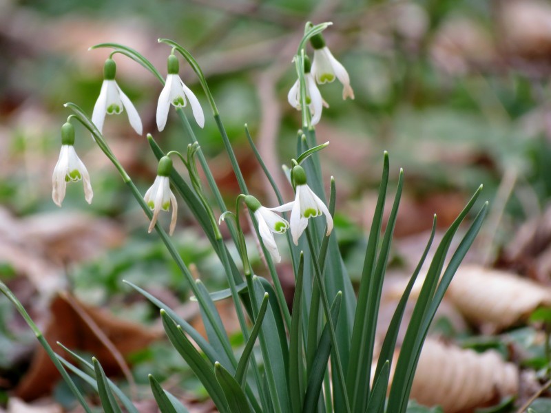 Common Snowdrop - Flickr - treegrow (2)