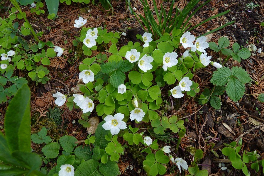 Common wood sorrel