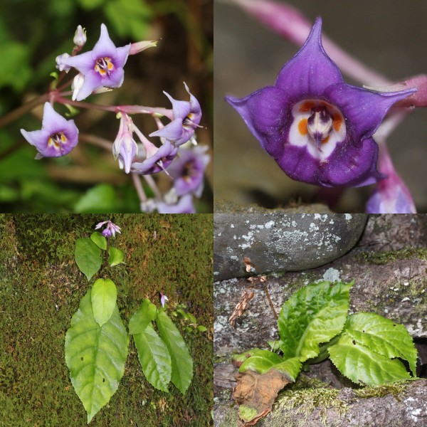 Conandron ramondioides (Montage)