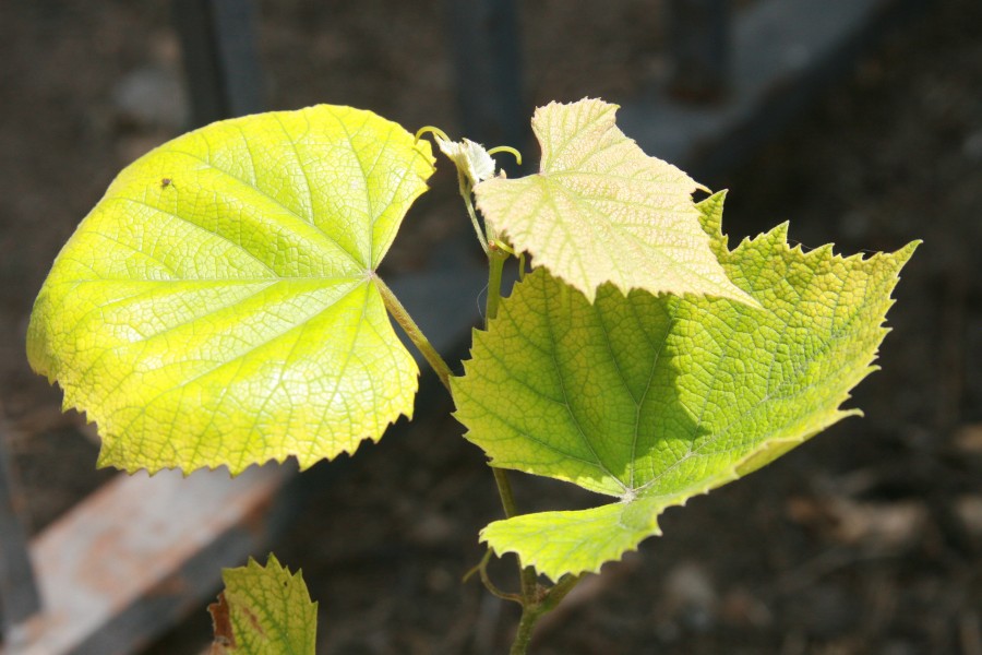 Concord Grape leaves Closeup