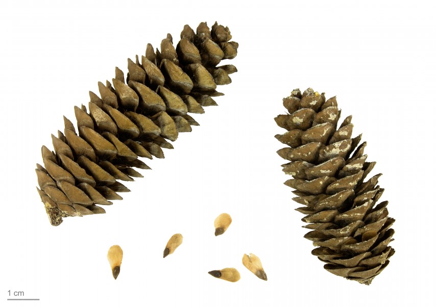 Cones of unidentified Picea MHNT.BOT.2007.52.1