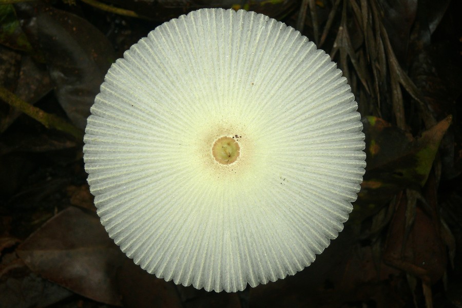 Coprinus sp Anamalai hills