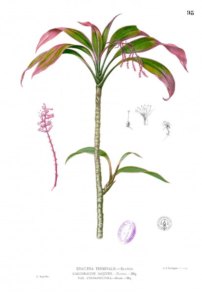 Cordyline fruticosa Blanco1.98