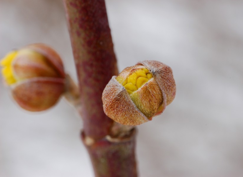 Corneliancherry Dogwood Cornus mas Buds 2748px