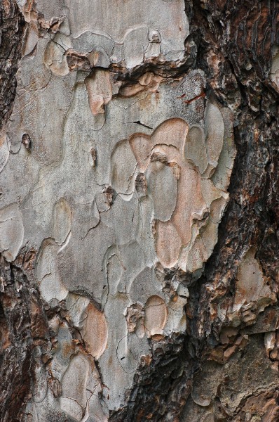 Corsican Pine Pinus nigra laricio Bark Detail 2000px