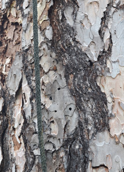 Corsican Pine Pinus nigra laricio Lightning Protection