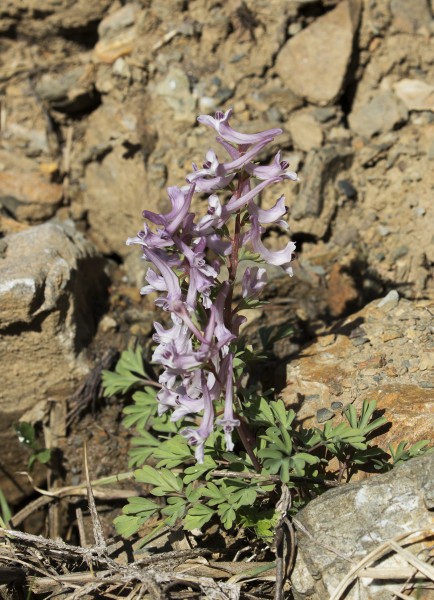 Corydalis - Kazgagası 02