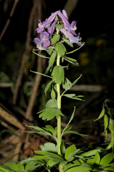 Corydalis solida20170507 7425