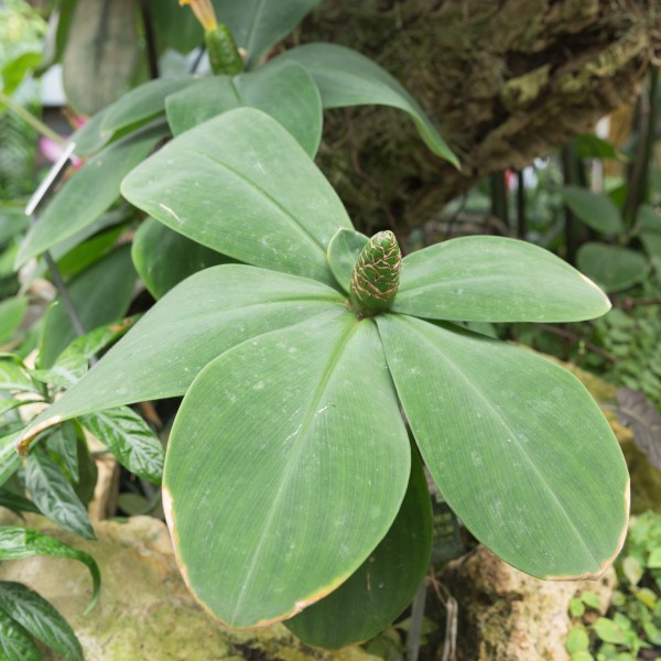 Costus malortieanus - 73