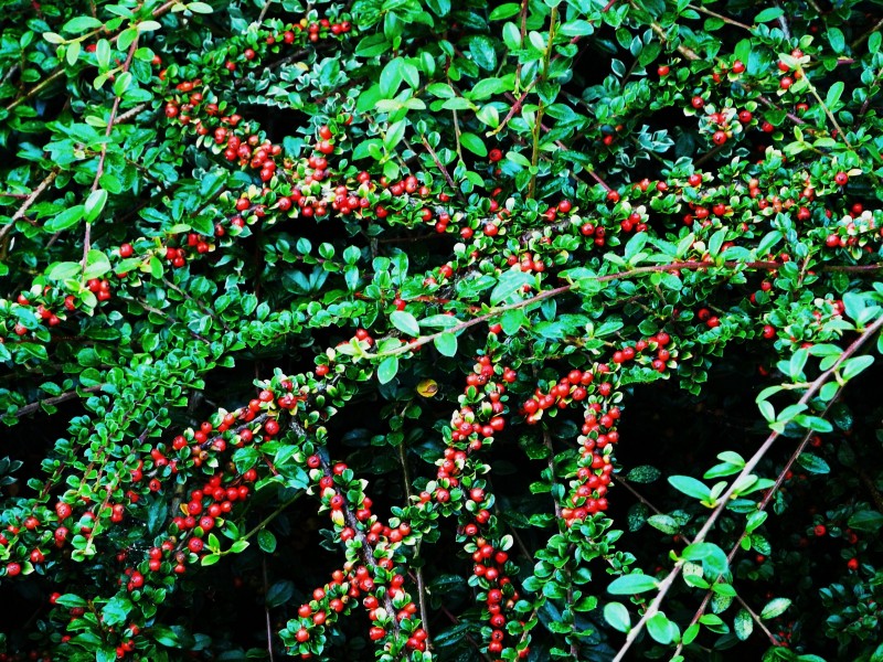 Cotonéaster horizontal (10)