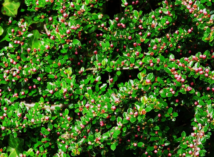 Cotonéaster horizontal (2)