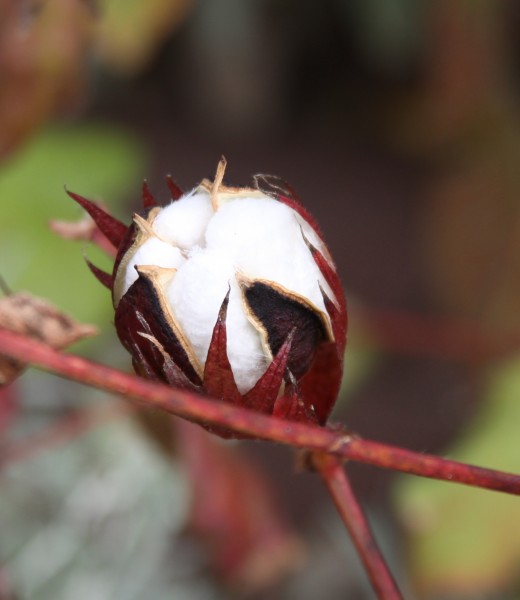 Cotton (Gossypium hirsutum) (5651136877)